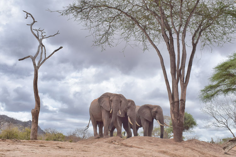 A Big 5 Safari Uganda