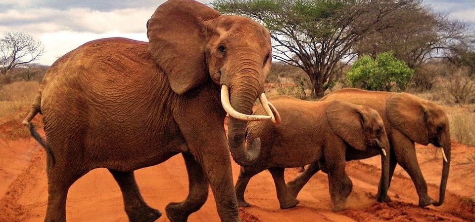 7 Days Tsavo and Amboseli Safari