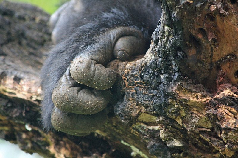How Much Does a Gorilla Habituation Permit Cost
