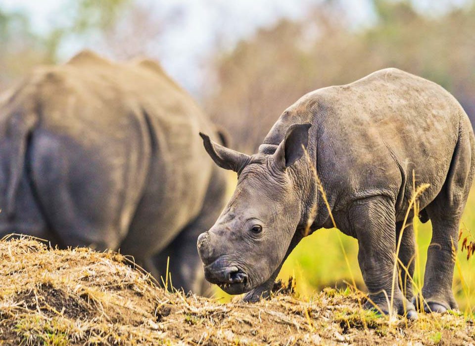 Can I See the Big Five on One Safari Trip