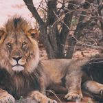 13-Day Botswana & Uganda Safari