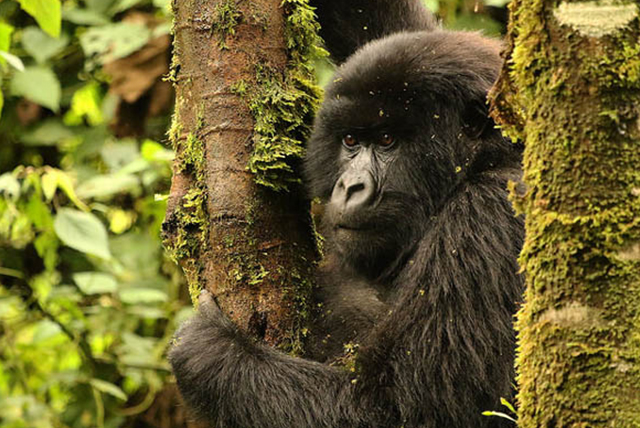 5 Days Uganda Classic Safaris