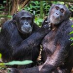 Chimps and Gorilla Trekking Safari