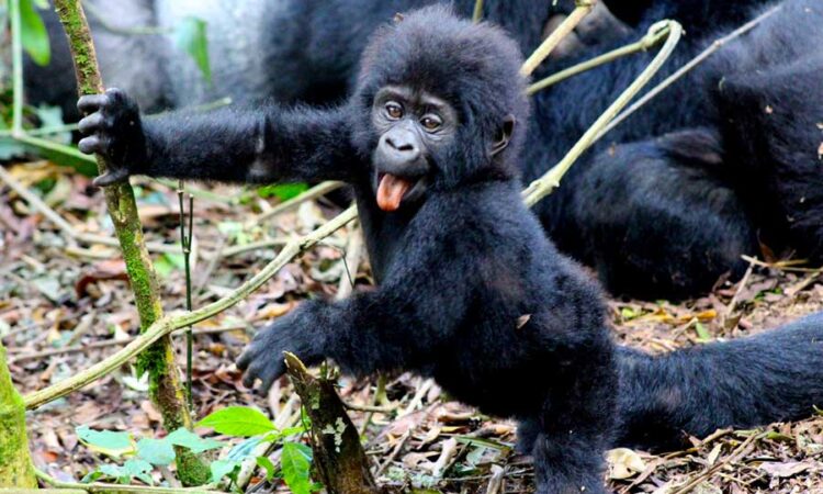 Kenya Safari and Gorilla Trekking