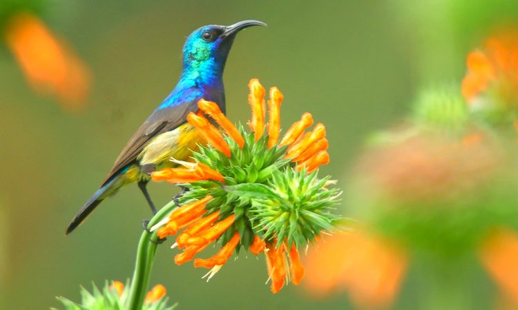 Birding in Lake Mburo National Park
