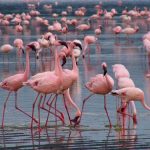 Birdwatching Safaris in Lake Naivasha
