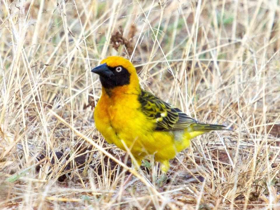 Birding at Lake Opeta and Bisina