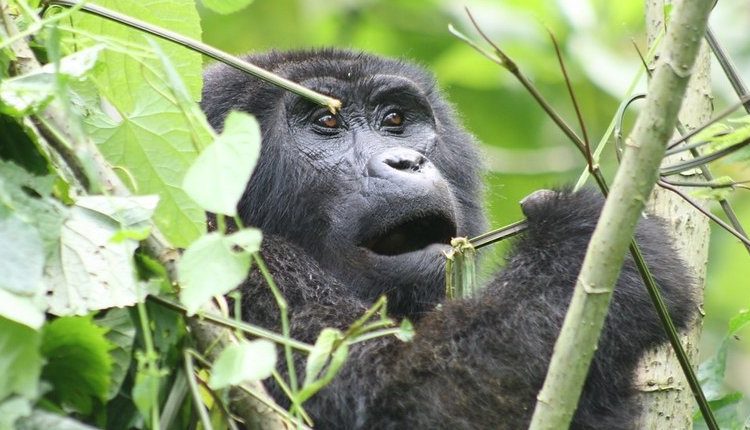 Gorilla Trekking in Rushaga