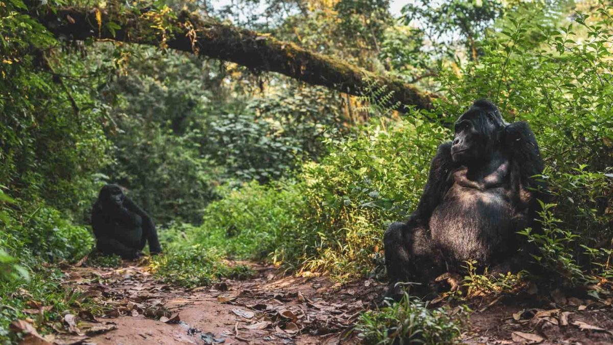 What Makes Uganda Unique