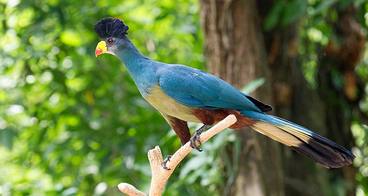 Birding in Bigodi Wetland Sanctuary