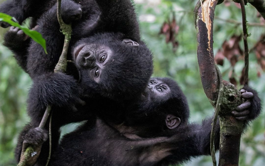 How Do I Get a Gorilla Trekking Permit
