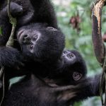How Do I Get a Gorilla Trekking Permit