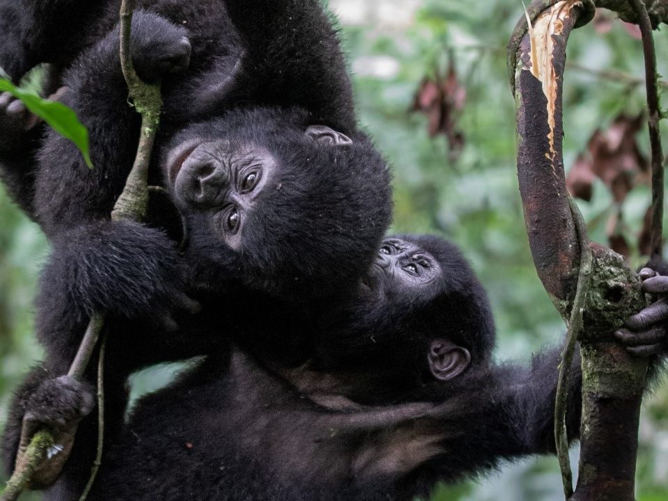 How Do I Get a Gorilla Trekking Permit