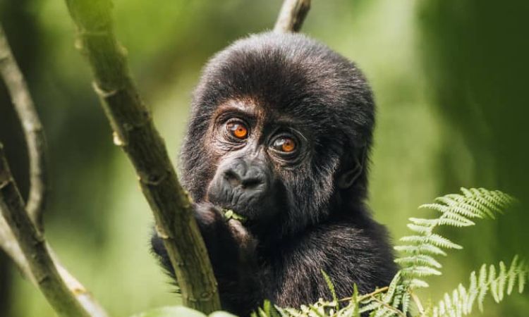 Gorilla Trekking Safari from Chobe