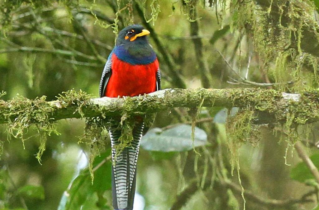 Birding in Echuya Forest Reserve