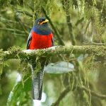 Birding in Echuya Forest Reserve