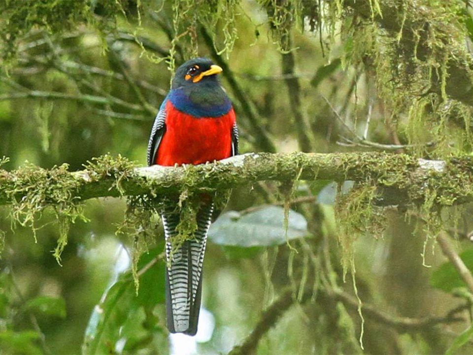 Birding in Echuya Forest Reserve