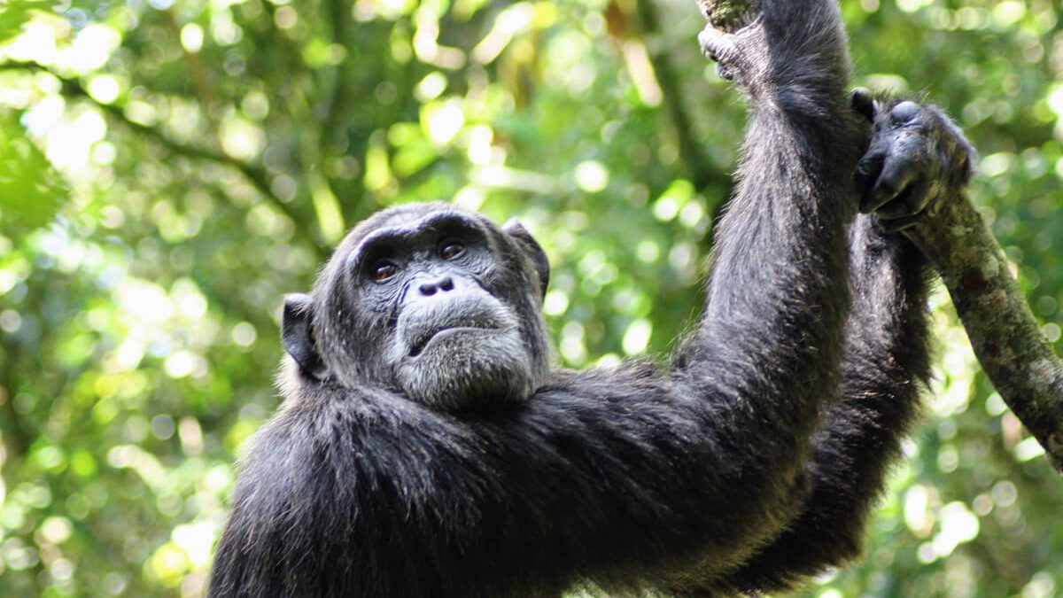 Kyambura wildlife reserve