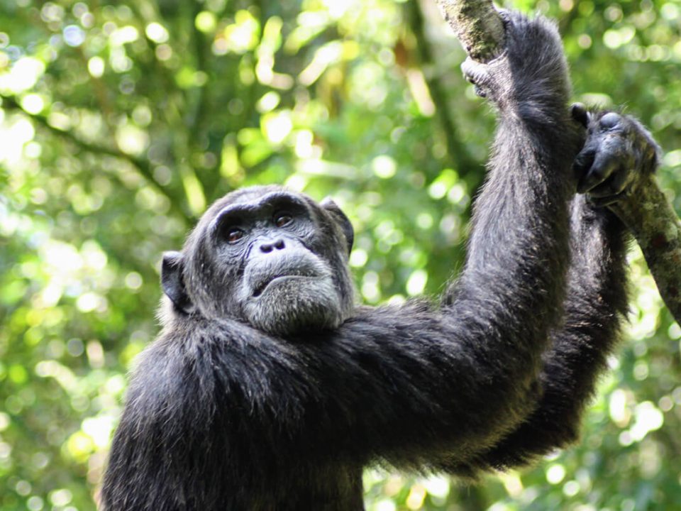 Kyambura wildlife reserve