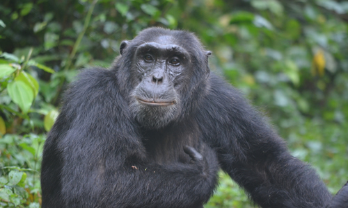 Best time for chimpanzee trekking
