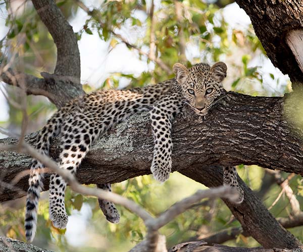 Which safari is better, Tanzania or Botswana