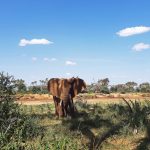 How many days do you need in Murchison falls