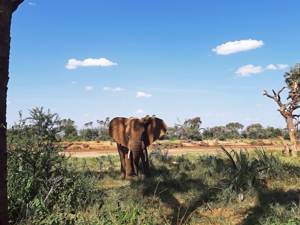 5 Days Samburu Wildlife Safari