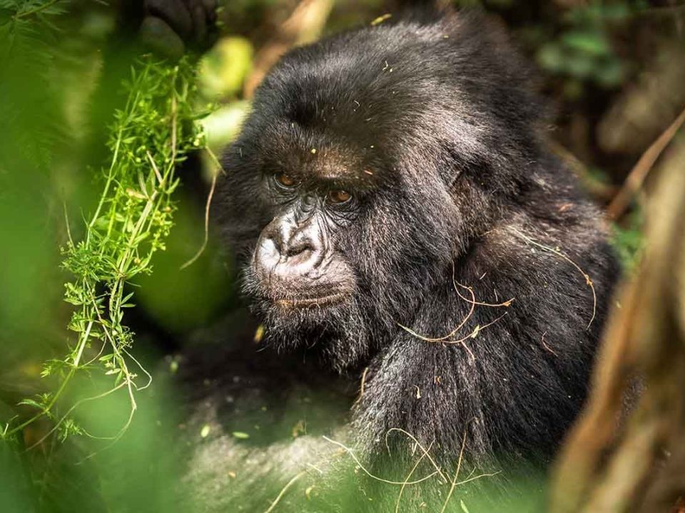 Gorilla Trekking Safari from Kalahari