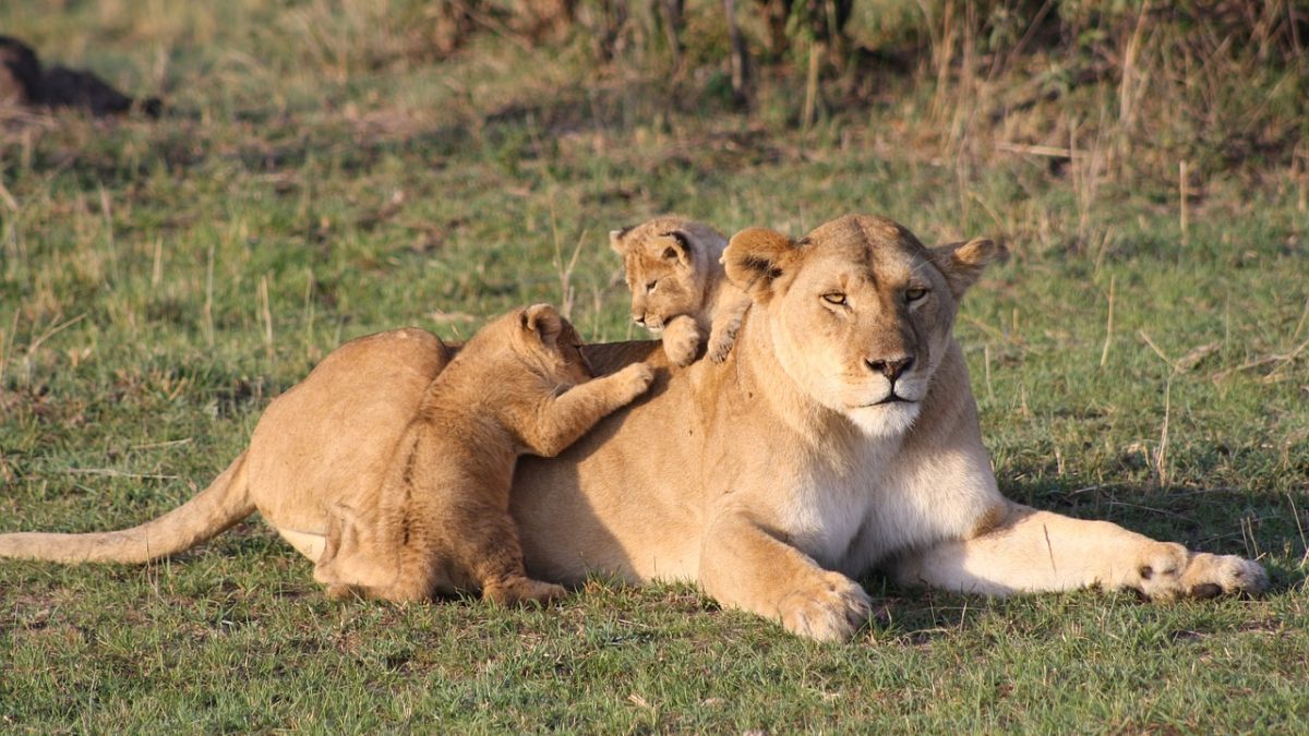 10 Days Kenya Big Five