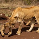 What Makes Tanzania Unique