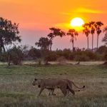 8-Day Rwanda and Botswana Safari