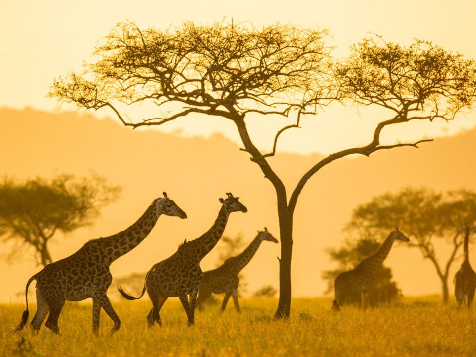 9 Days Uganda Wildlife Safari Experience