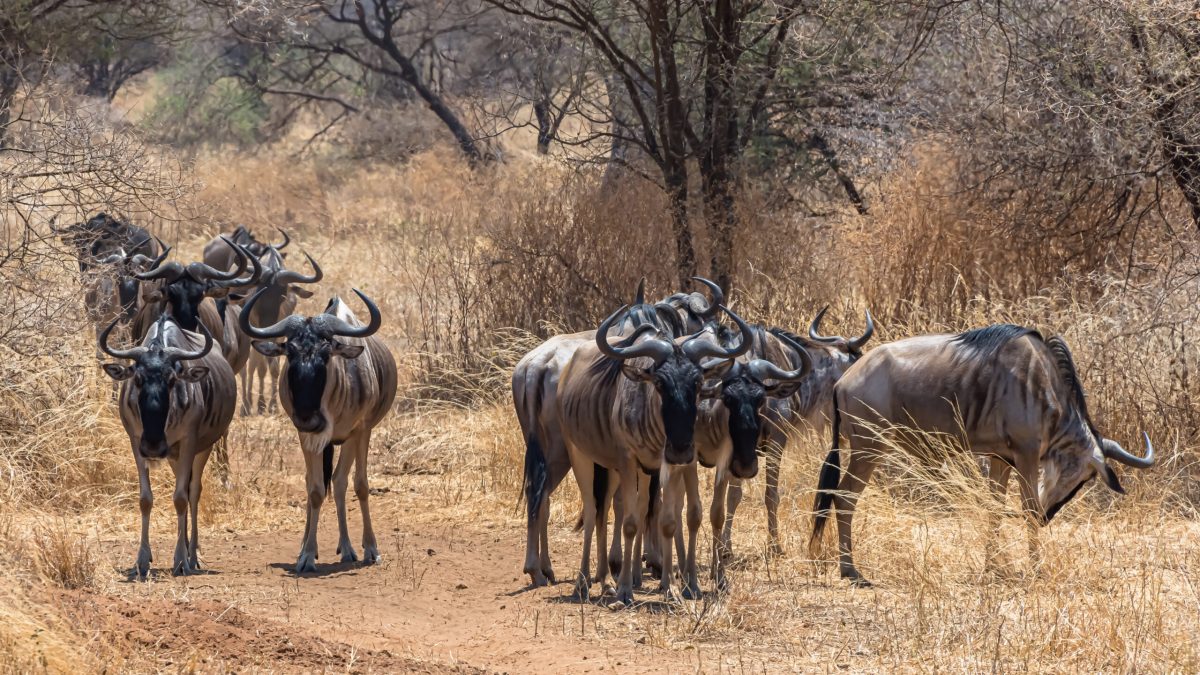 8-Day Serengeti Safari Tanzania