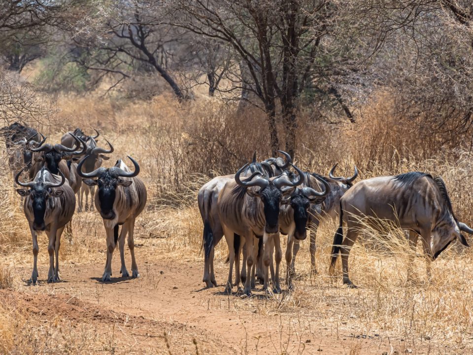 8-Day Serengeti Safari Tanzania