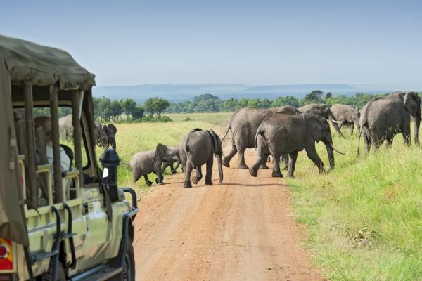 Uganda Wildlife Safari Experience