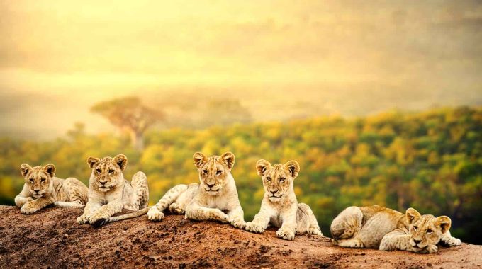 How to Budget for an African Safari