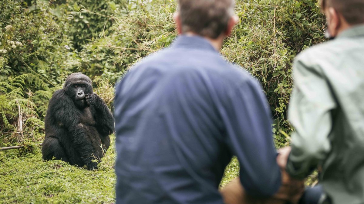Ultimate Guide to Gorilla Trekking
