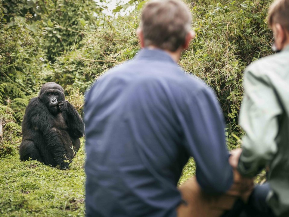 Ultimate Guide to Gorilla Trekking